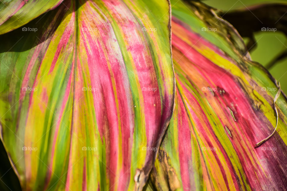 Variegated ti plant leaves