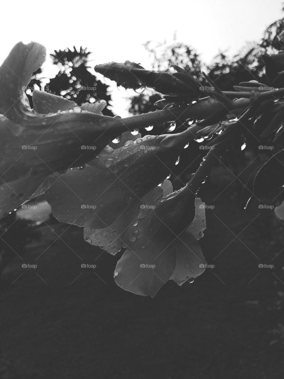 water drop in flower from garden