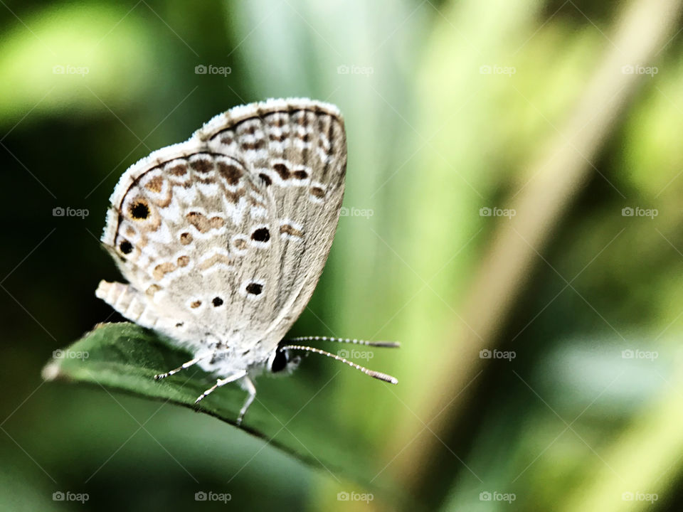 Closeup very amall butterfly that you never known that they had pattern like this.