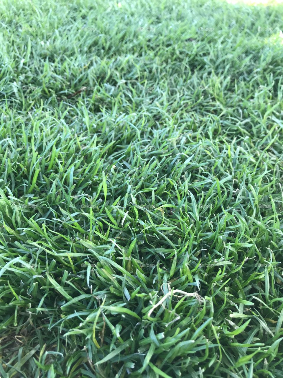 Grass!!!