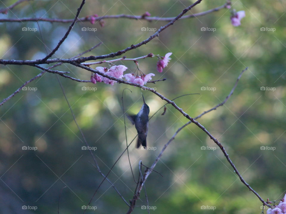 Hummingbird