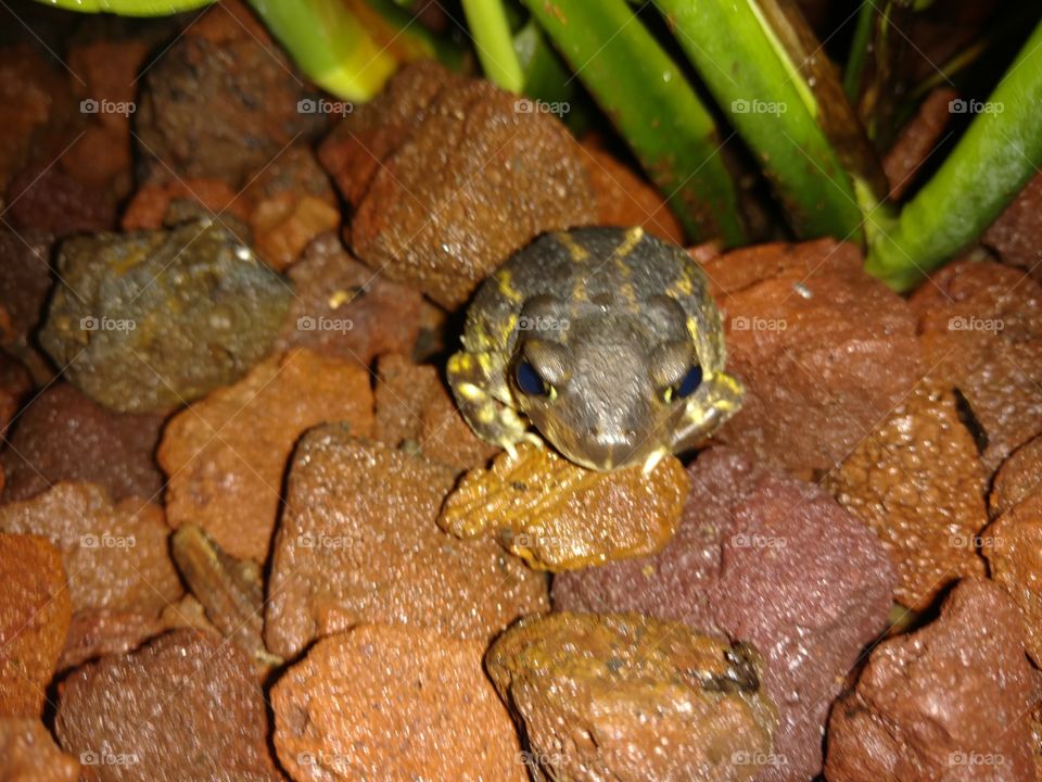 Summer Toad