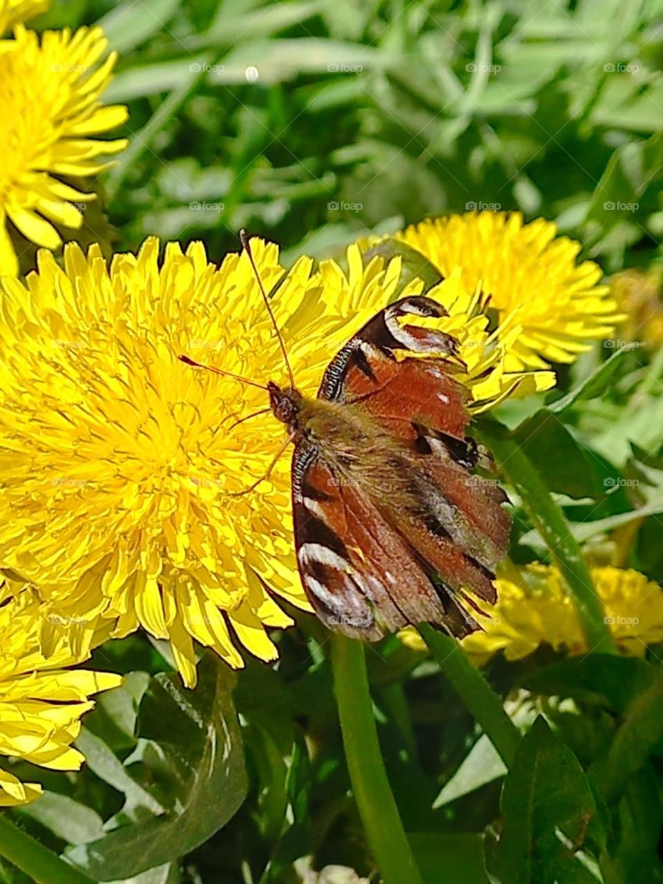 beautiful butterfly on a bright dandelion in the field