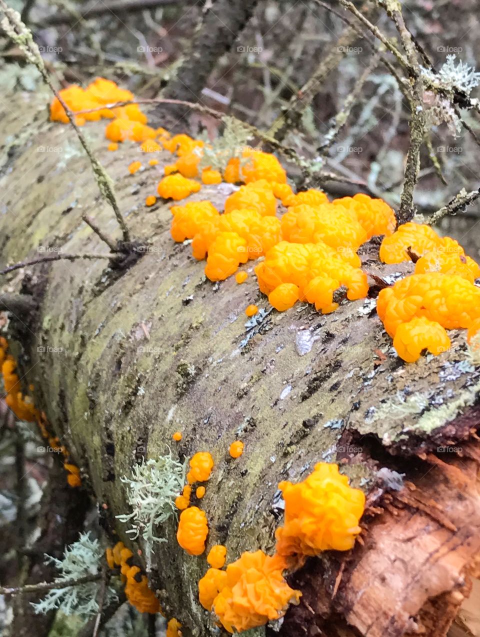 Orange can be a real Fungi!