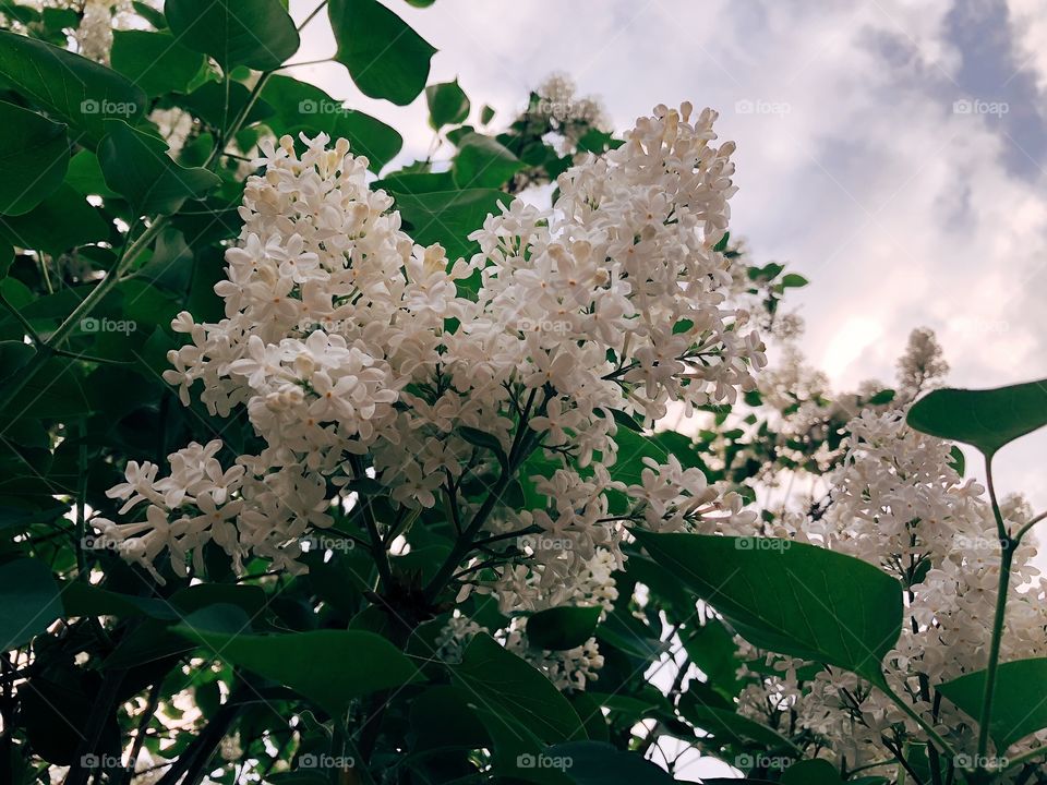 White flowers