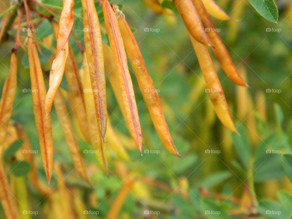 seeds