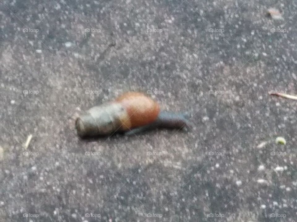 a snail I saw The day before yesterday it was crawling on the side walk. after it rained that day.