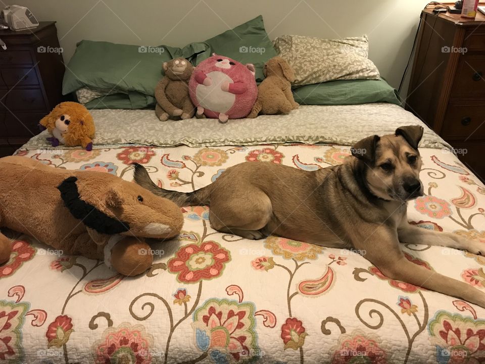 Anatolian Shepherd lounging with stuffed animals on a floral quilt atop a king sized bed
