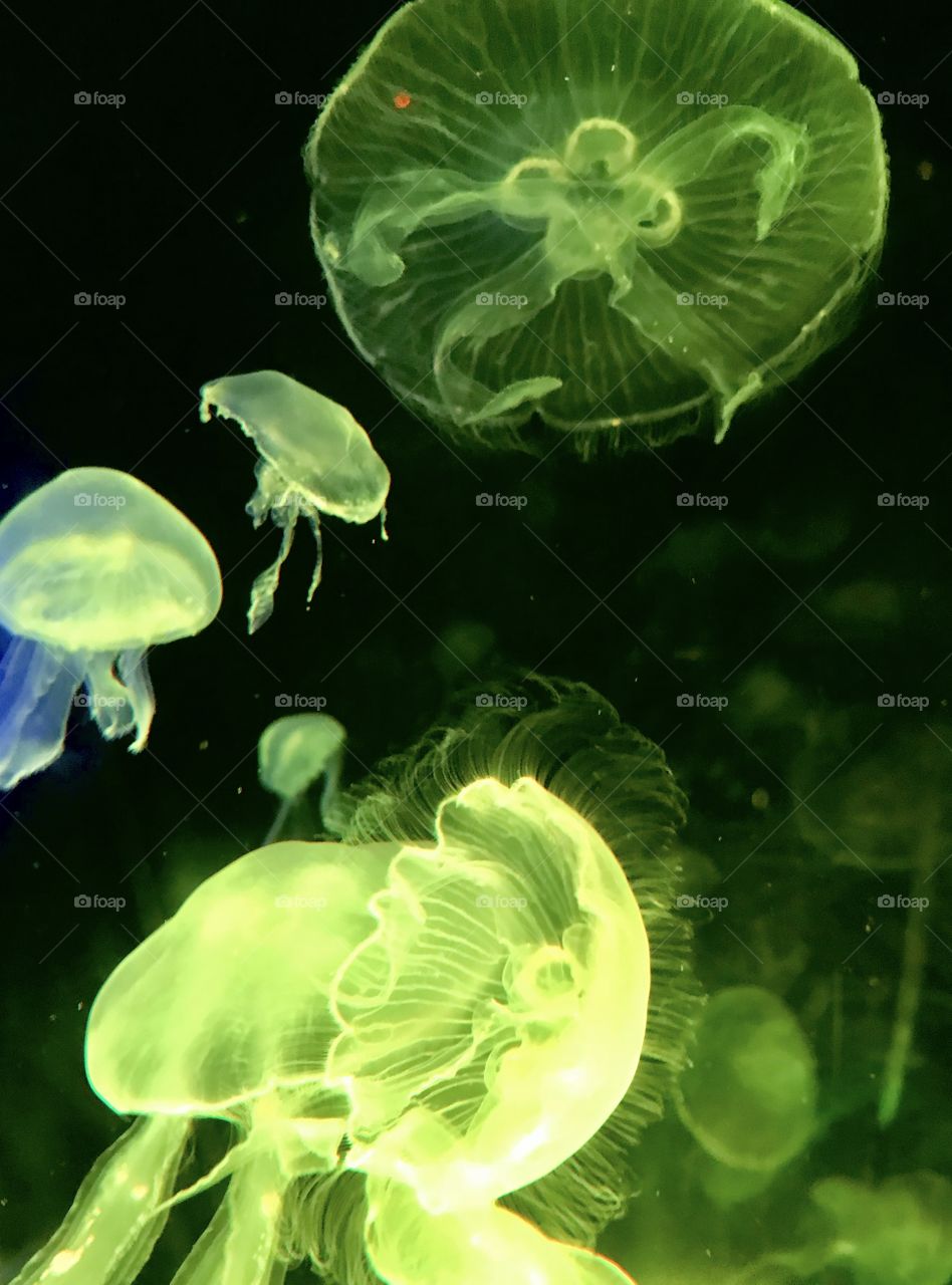 Jellyfish 