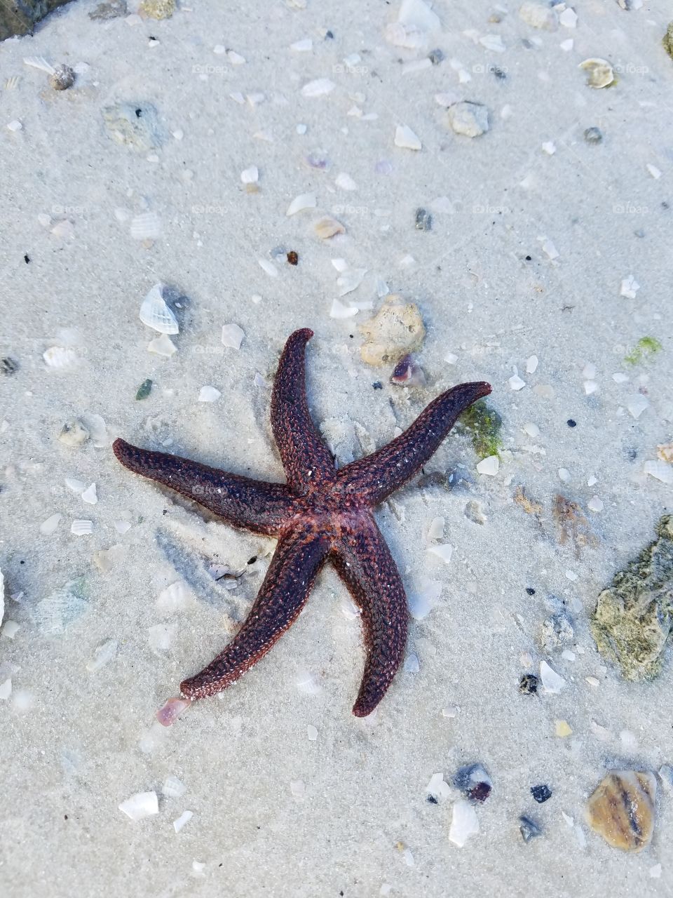 sea star