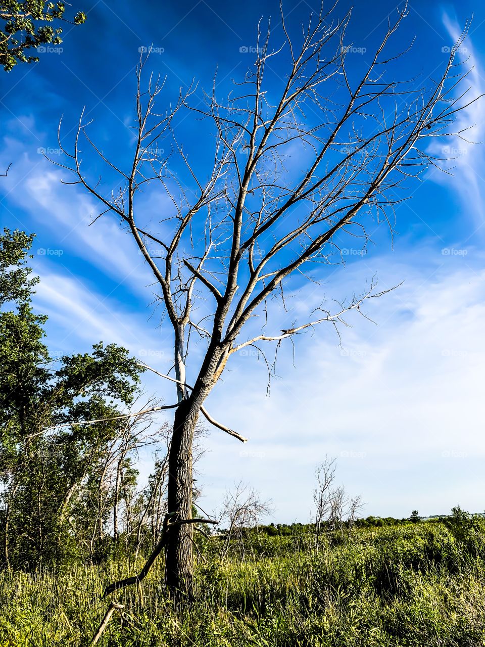 Leafless tree