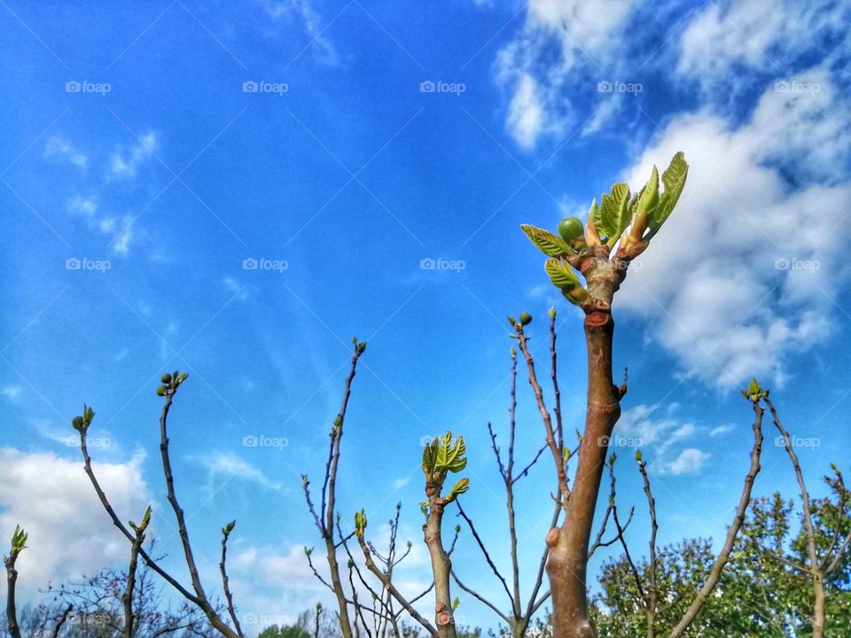 First signs of Spring. Fig tree.