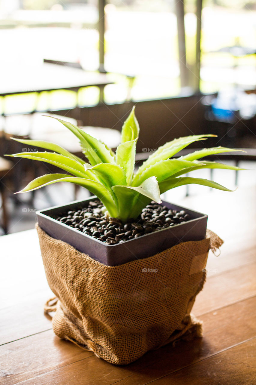 Cactus in a coffee beans flowerpot