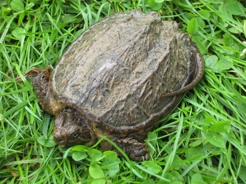 Turtle