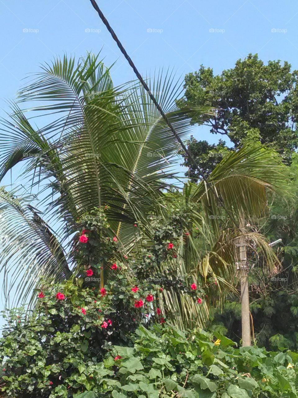 The Garden is the beginning of our daily routine, the Garden feels like it is the experience of quite.