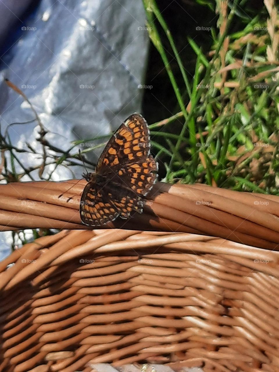 brown butterfly sitting on wicker basket