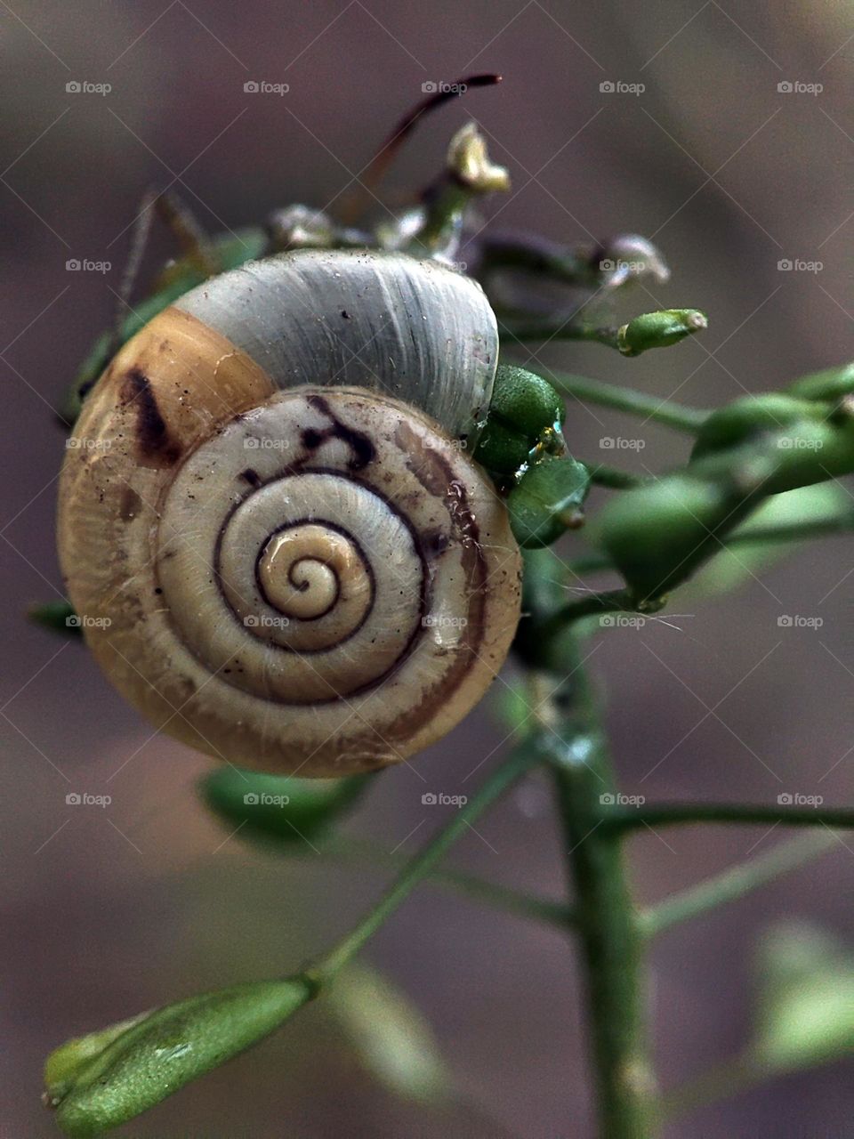 Macro photo of a snail on the grass