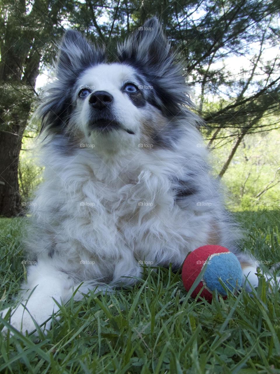 Closeup of a Blue Merle Australian Shepard from the ground advantage.