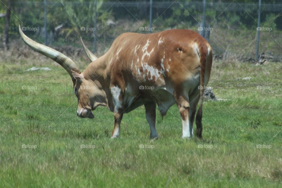 African red brown bull