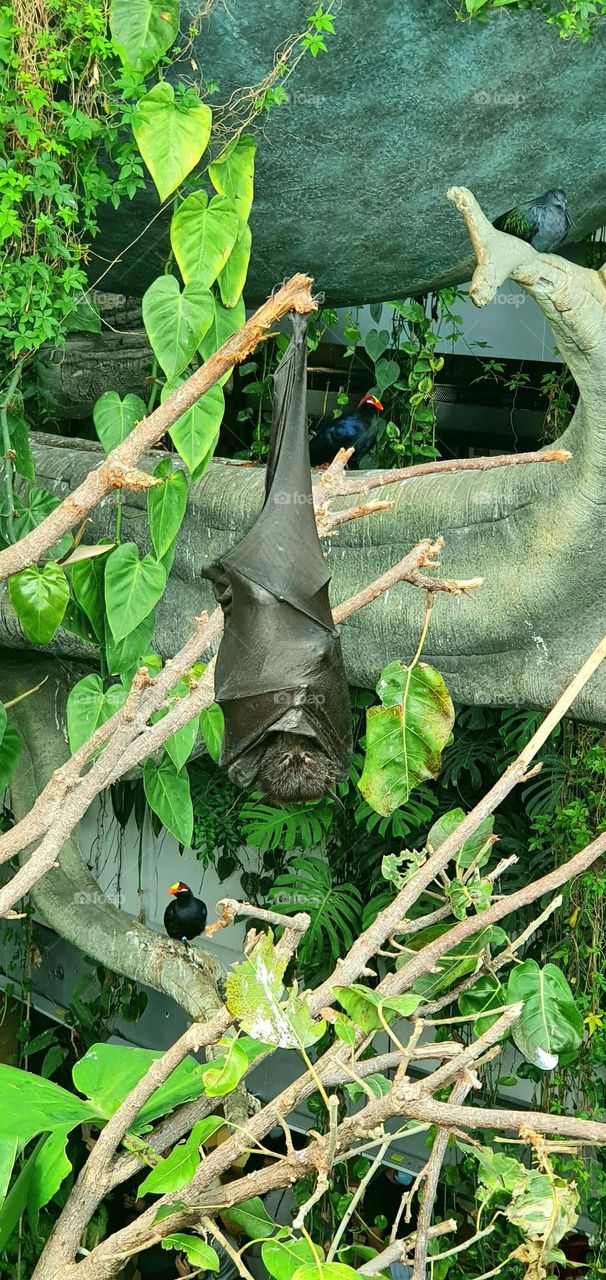 A bat sleeping in his socks with a few tropical birds around him