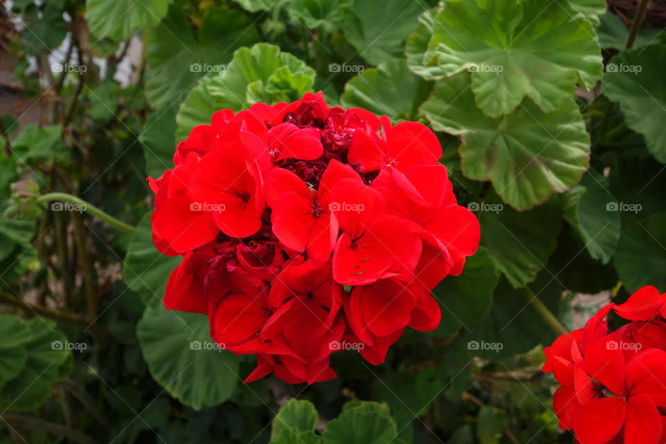 Red flower