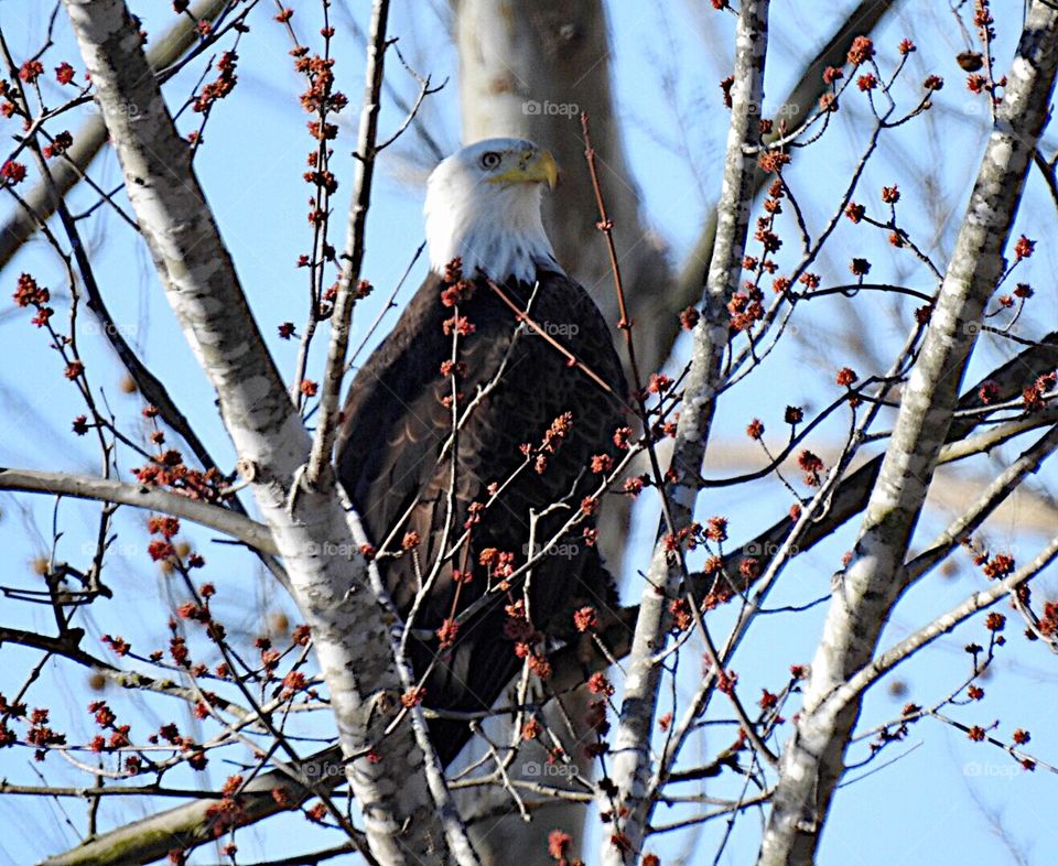 Bald Eagle In Budding Tree Top