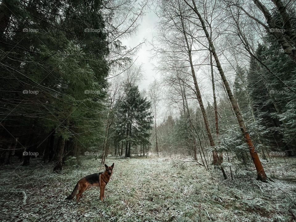 German shepherd dog at winter day