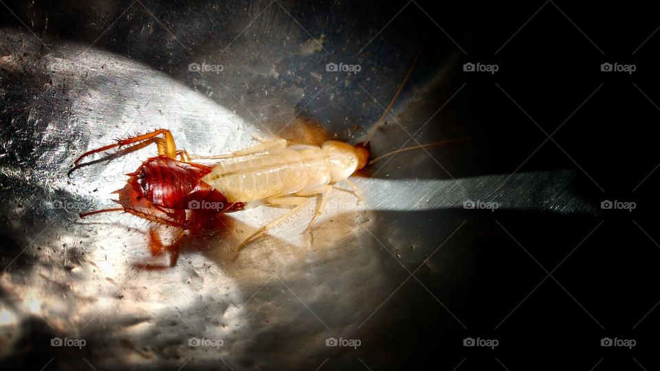 Inseto... barata branca trocando de casca. Viva com o aquele odor horrível. Metamorfose.