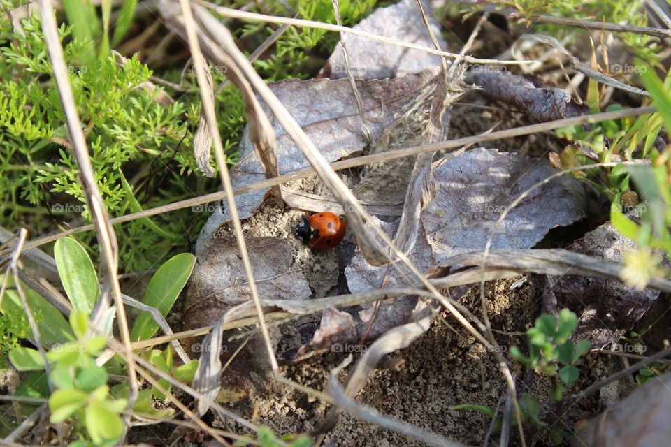 ladybug hiding in the shadows