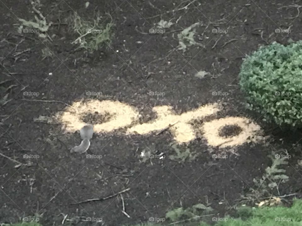 Squirrel eating birdseed