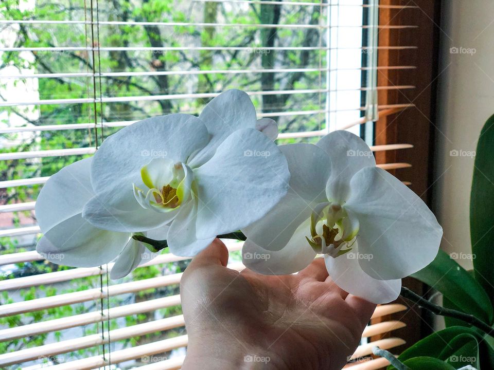 white orchids on the windowsill