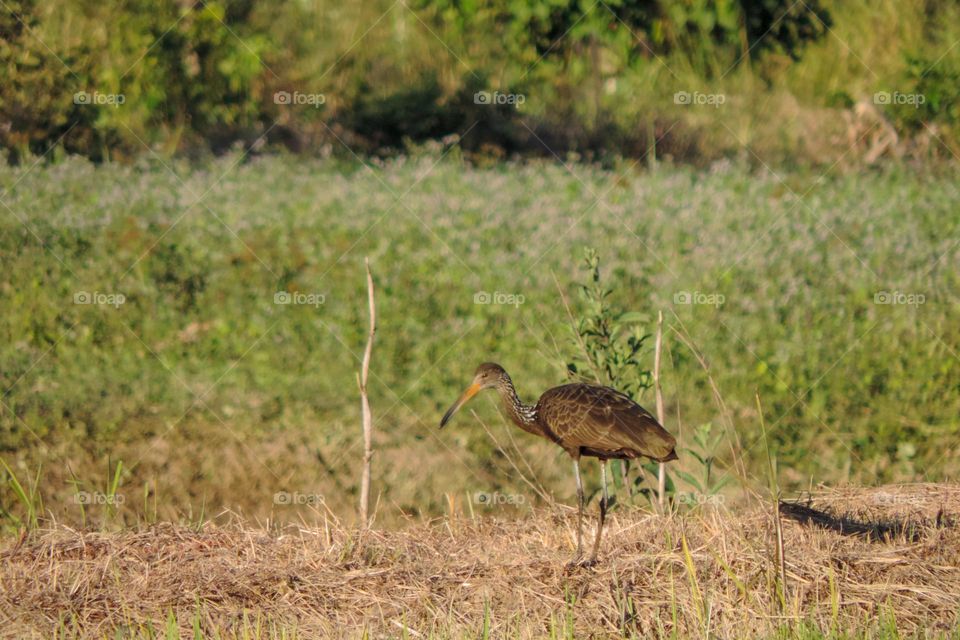 Tão rara e dificil de ver, Carão