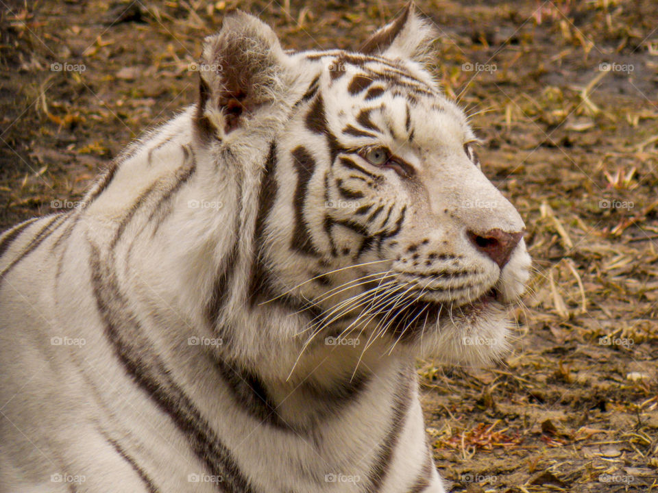 A white bengal tigress named Zayka. All the white bengal tiger species now living in zoos are descended from a single tiger cub found in 1951.