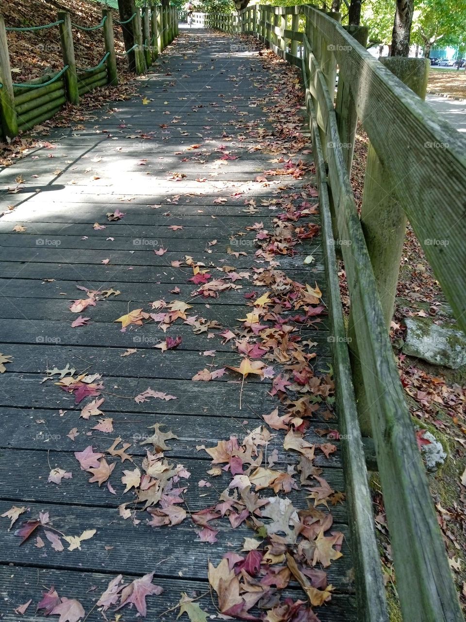 tree leaves on the path