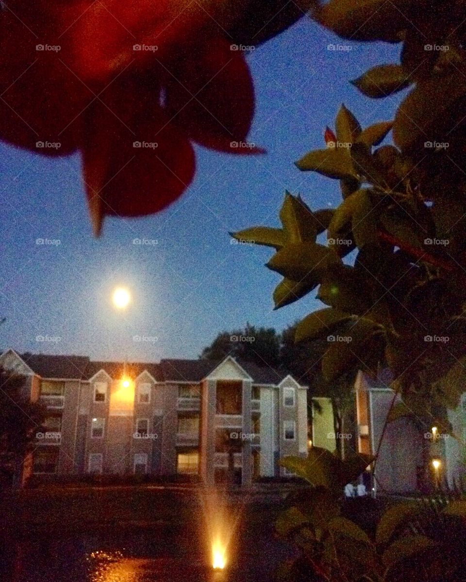 Moonlight...