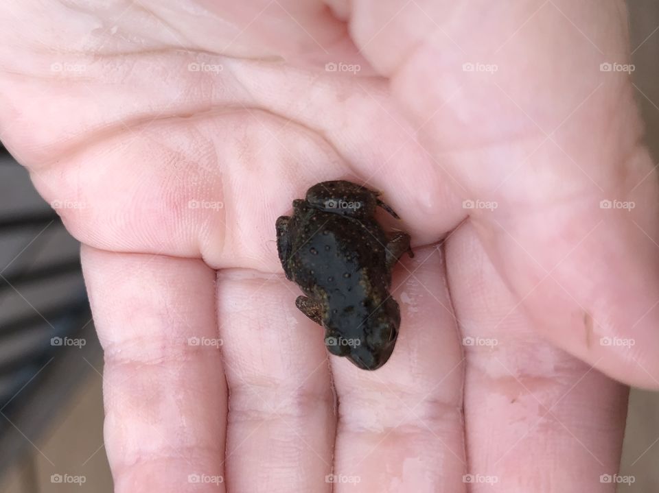 Baby frog 
