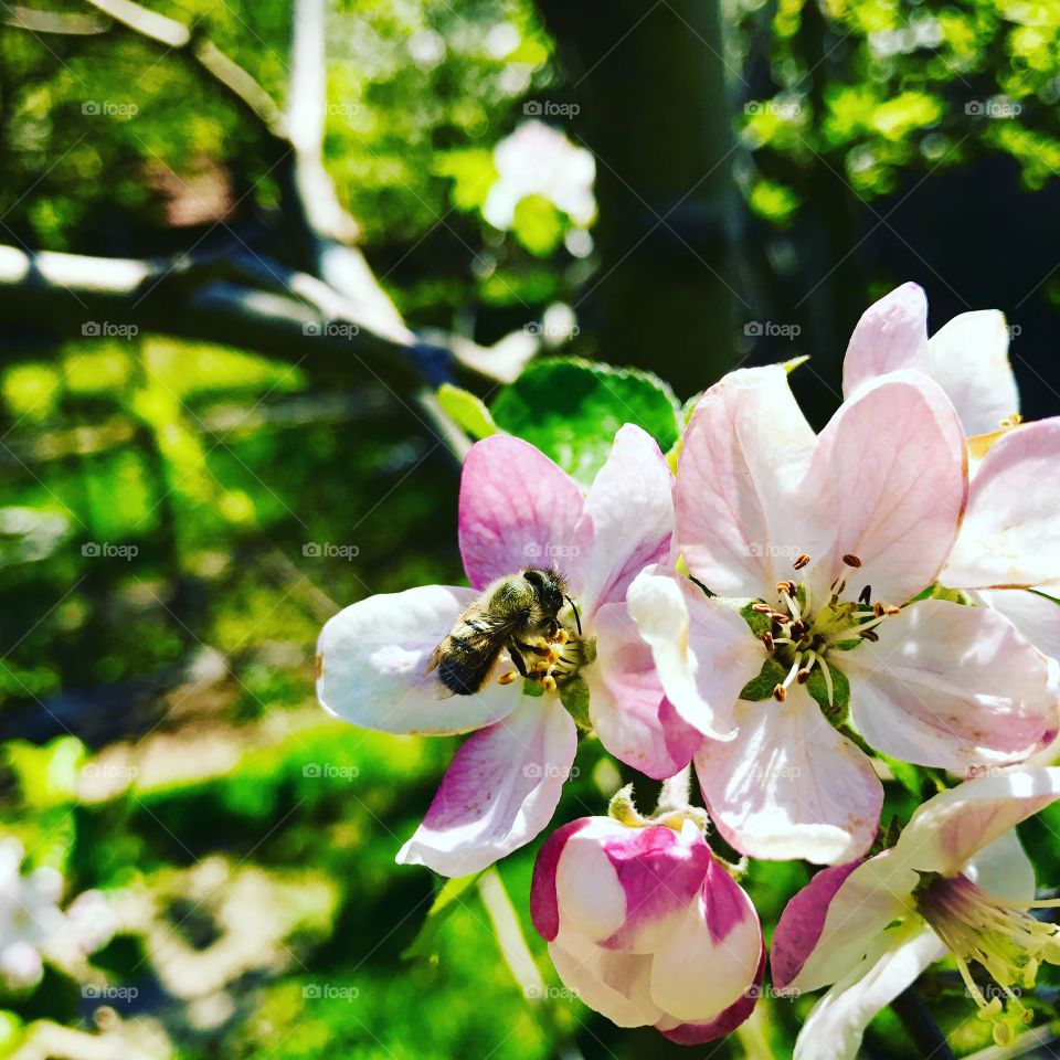 Close-up of bee flower