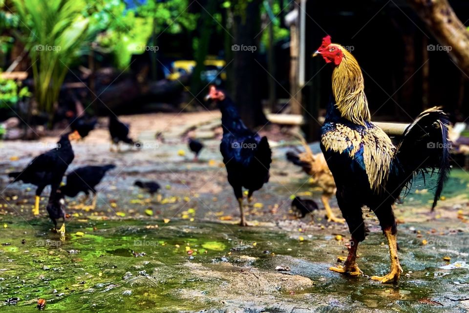 rooster and chicks in The countryside 