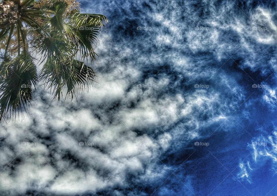 Blue sky with clouds and palm tree