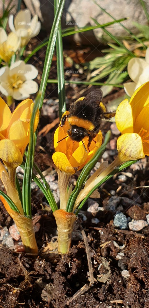 crocus with bumblebee