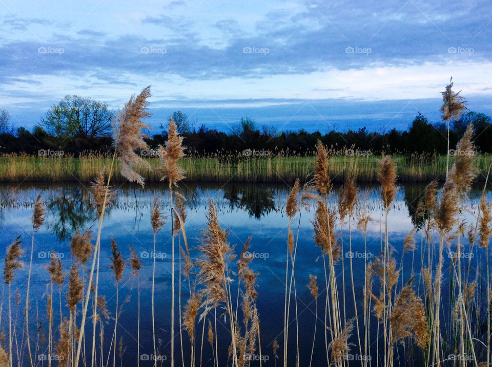 Close-up of grass near lake