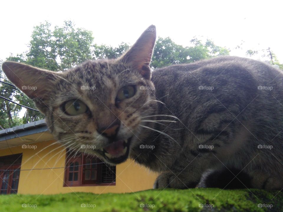 cat photos of sri lankan animal image