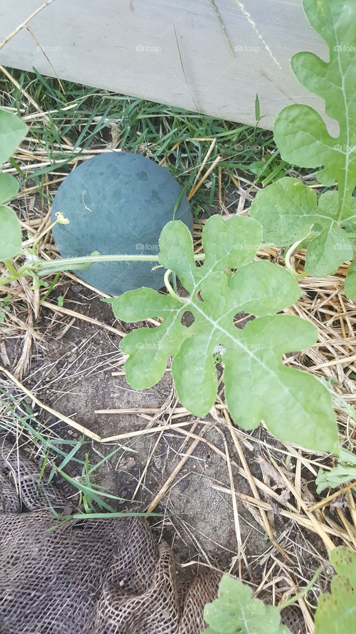 Growing  Watermelons