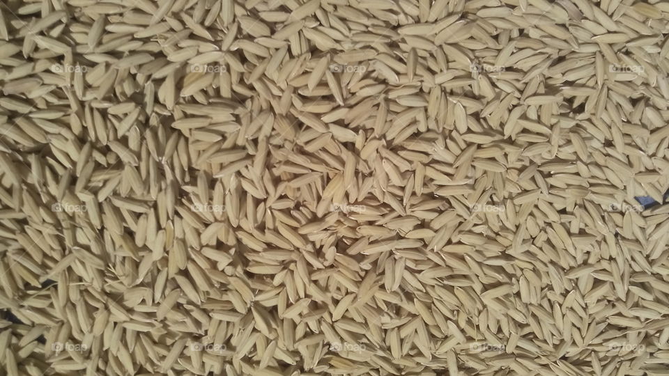 This is a grain that is dried under the hot sun which is then brought to the rice mill to be made in rice.