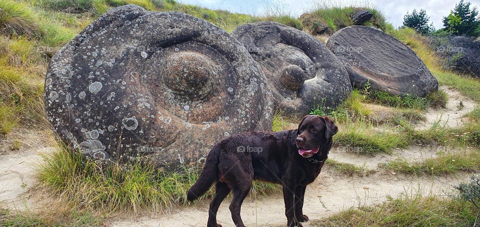 Dog and stones