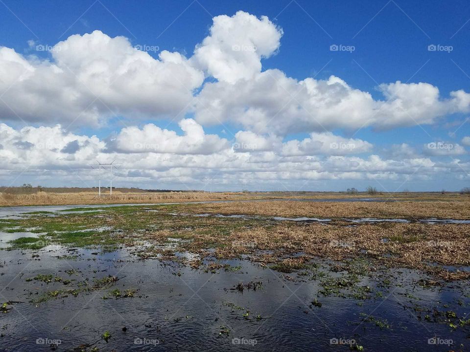 The bayou landscape. Photo taken in February 2018 from an airboat outside of New Orleans, Louisiana.