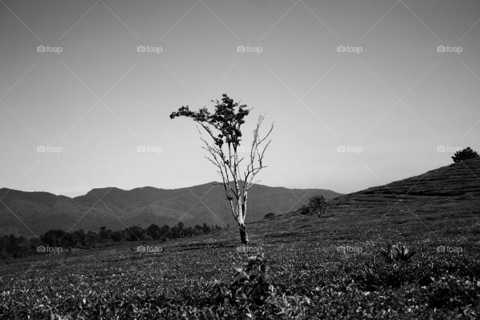 tea plantation