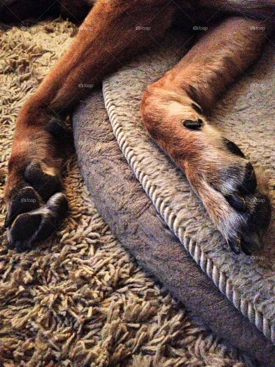 dog carpet sleep nails by squishypie