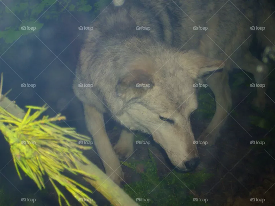 The Wolf
