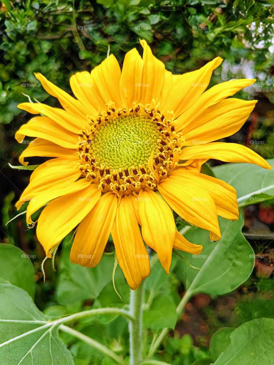 A sunflower on nature background.